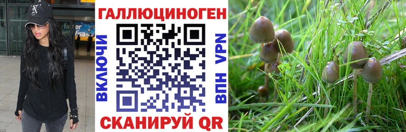 Псилоцибиновые грибы GOLDEN TEACHER  Железноводск 